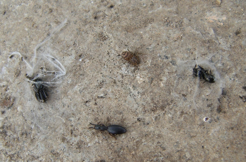 Scytodes thoracica in ambiente naturale